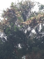 Cinnamomum burmanni