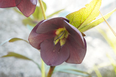 Helleborus orientalis