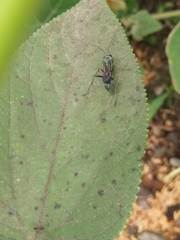 Cinnamomum burmanni