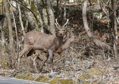 Cervus nippon centralis
