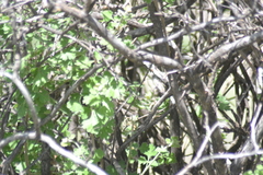 Rhus aromatica pilosissima