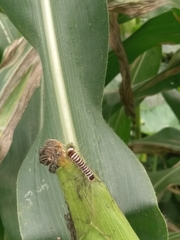 Cinnamomum burmanni