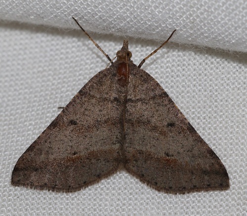Dodonaea Moth