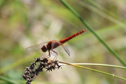 Broad Scarlet