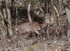 Cervus nippon centralis