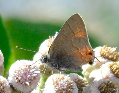 Rubroserrata mathewi