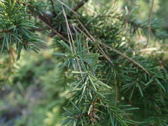 Juniperus rigida