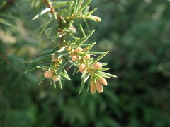 Juniperus rigida