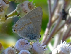 Rubroserrata mathewi