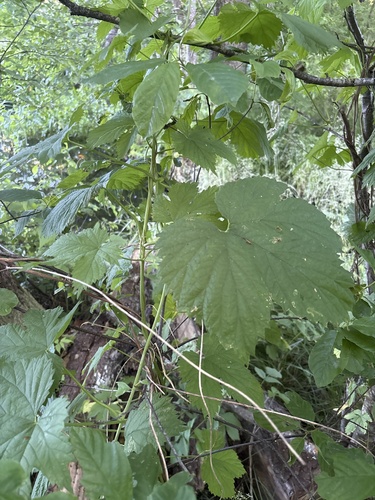 common hops