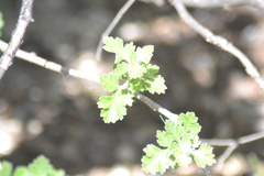 Rhus aromatica pilosissima