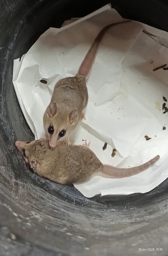 White-bellied Fat-tailed Mouse Opossum