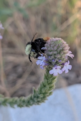 iNaturalist observation photo of Yellow-faced Bumble Bee