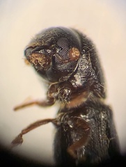 Xyleborinus attenuatus