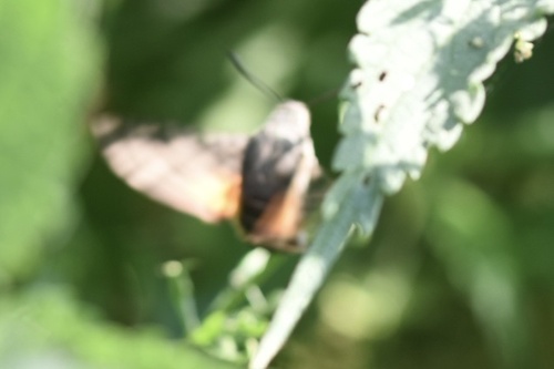 Eurasian Hummingbird Hawkmoth
