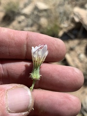 Calycoseris wrightii