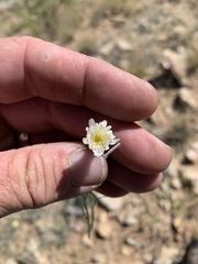 Calycoseris wrightii