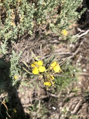 Erysimum suffrutescens