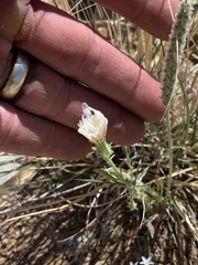 Calycoseris wrightii