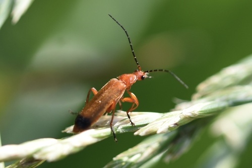 Common Red Soldier Beetle