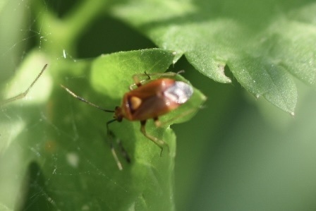 red-spotted plant bug