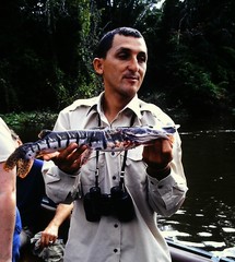 Pseudoplatystoma punctifer