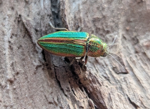 iNaturalist observation photo of Golden Buprestid Beetle