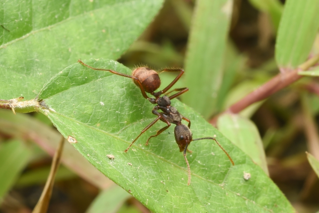 Dolichoderus bidens