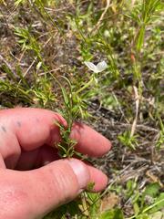 (c) mel letterman, some rights reserved (CC BY) Clarkia epilobioides, photograph (c) mel letterman, some rights reserved (CC BY)