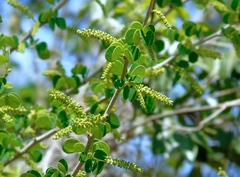 Microlobius foetidus