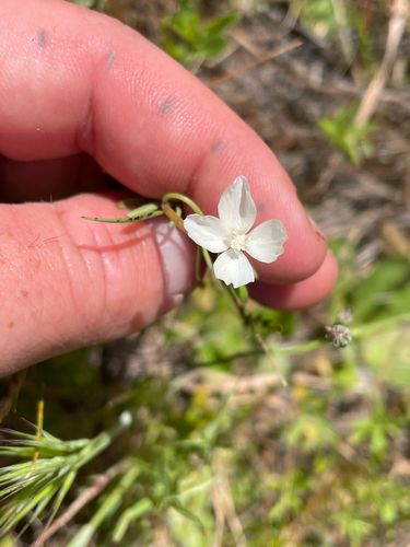 Clarkia epilobioides, photograph 1