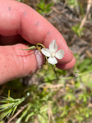 Clarkia epilobioides