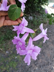 Mansoa alliacea