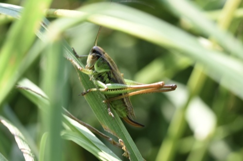 Roesel's Bush-cricket