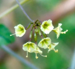 Commicarpus scandens