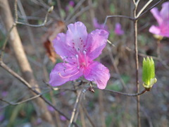 Rhododendron reticulatum