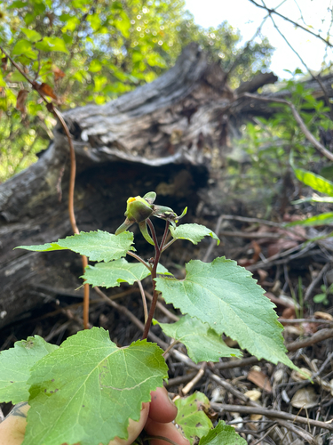 Venegasia carpesioides, photograph 6