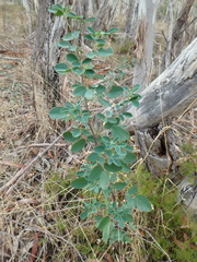 Goodia medicaginea