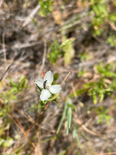Clarkia epilobioides, photograph 2