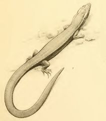 Cuban Night Lizard photo 3