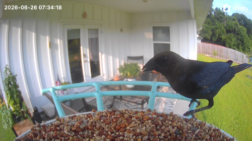 Brown-headed Cowbird