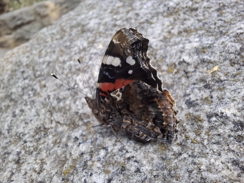 Red Admiral