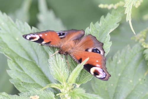 European Peacock Butterfly