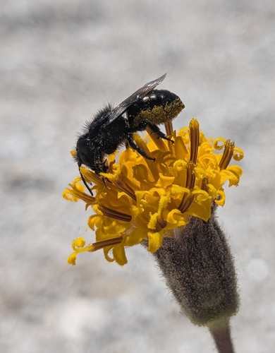 iNaturalist observation photo of Megachiloides