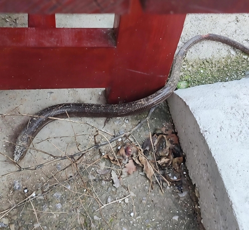 European Glass Lizard
