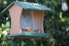 Haemorhous mexicanus