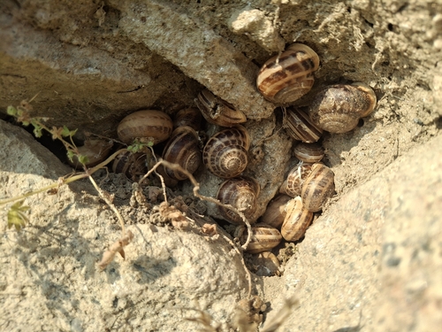 Chocolate-band Snail