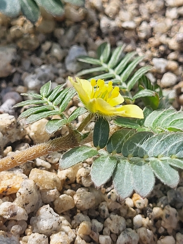puncture vine