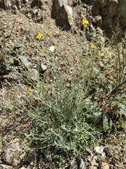 Eriophyllum jepsonii