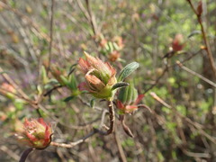 Rhododendron macrosepalum